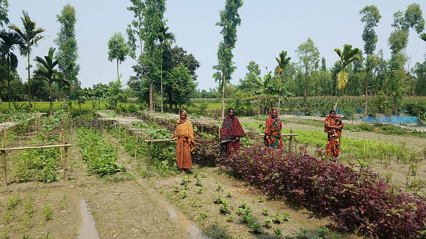 Жените от Бангладеш отглеждат по-здравословна храна и спестявания за своите жени от Бангладеш HD тапет