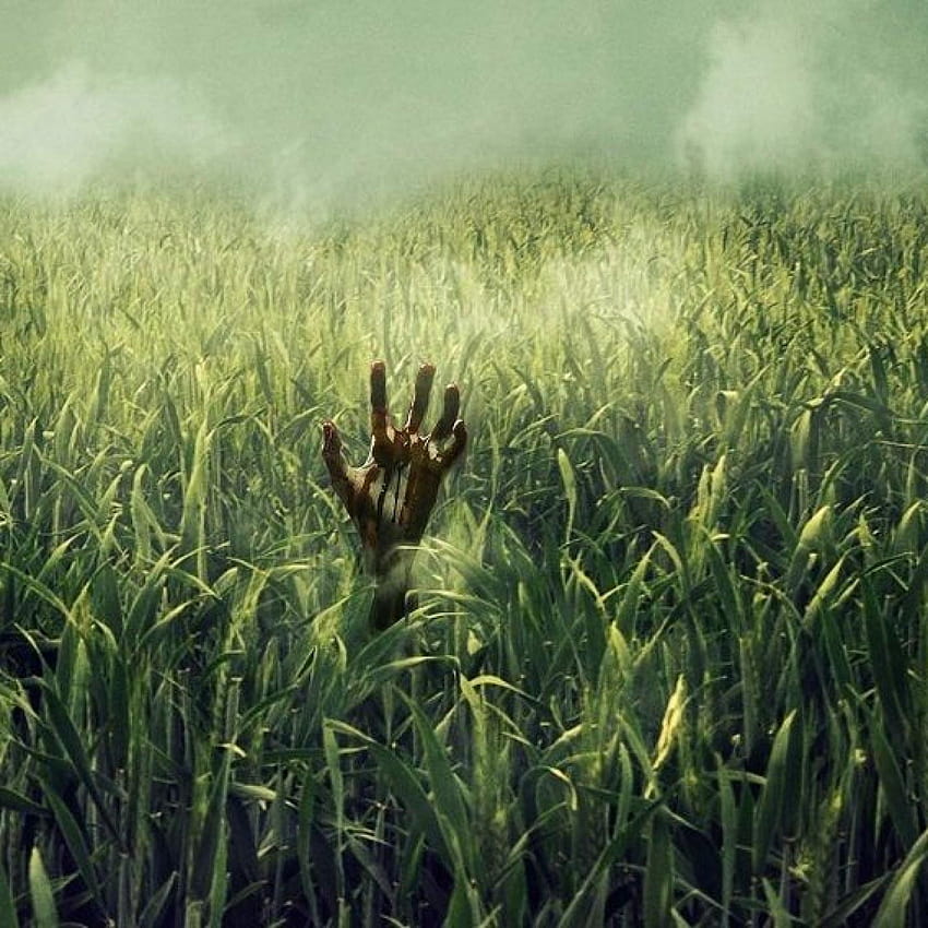 Stephen King and Joe Hill Netflix Movie 'In The Tall Grass HD phone wallpaper