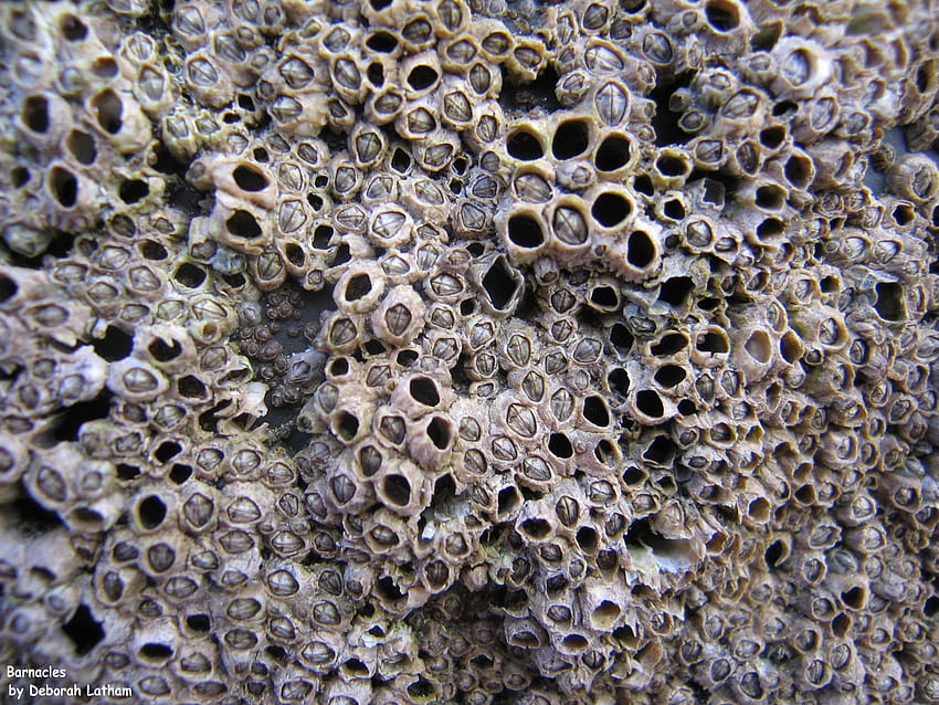 Assessment of trypophobia and an ...journals.sagepub HD wallpaper