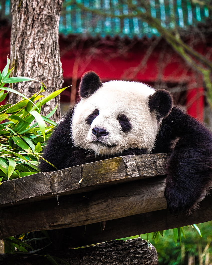 beruang panda di papan abu-abu dekat tanaman hijau –, panda tidur wallpaper ponsel HD
