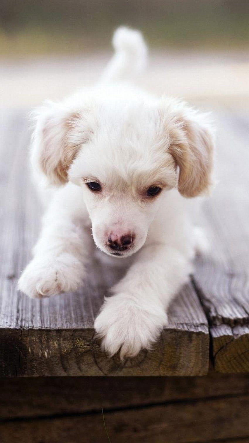 puppy dog. Cute Puppies for iPhone. Animals Phone, cute dogs and puppies for mobile HD phone wallpaper