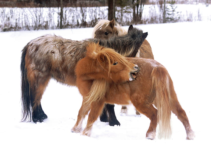 Miniature horse HD wallpaper | Pxfuel