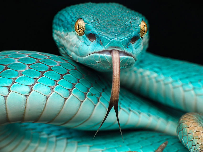 Trimeresurus Albolabris Insularis Reptile Japanese Blue Poison Snake In Indonesia And East Timor For Mobile Phones And Laptop 3840x2400 : 13 HD wallpaper