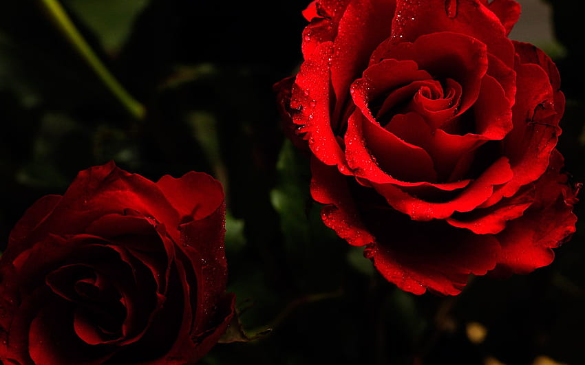 Best 3 Roses Screen Backgrounds on Hip, rose park HD wallpaper