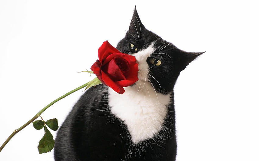 Valentines Day Cat Backgrounds, valentines day kitty HD wallpaper