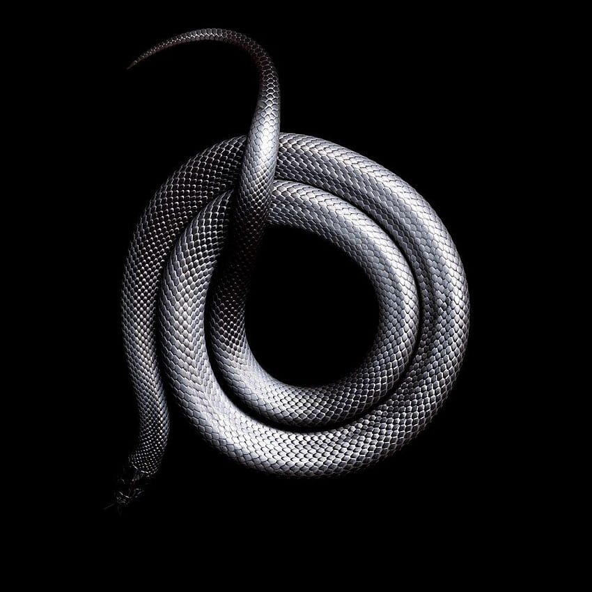 Vivid Snake Come at a Cost, cobra negra Papel de parede de celular HD