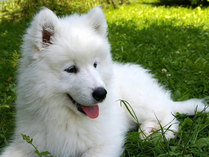 Puppies Samoyed dog dog White Fluffy Animals 1600x1200, samoyed puppies ...