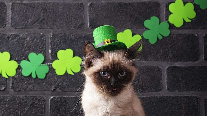 Cute Cats Who Are Going Green [ ...cattime, animal st patricks day HD wallpaper