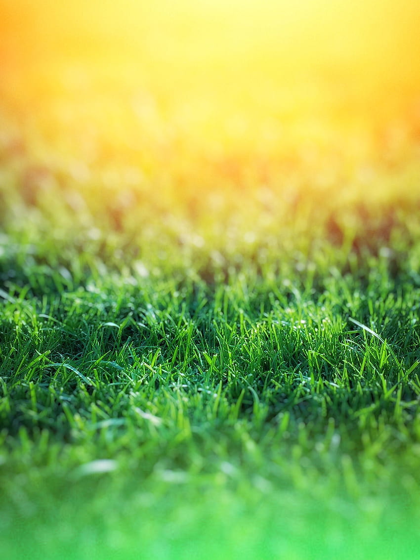 Grünes Gras über gelben Hintergründen · Lager, Rasen HD-Handy-Hintergrundbild