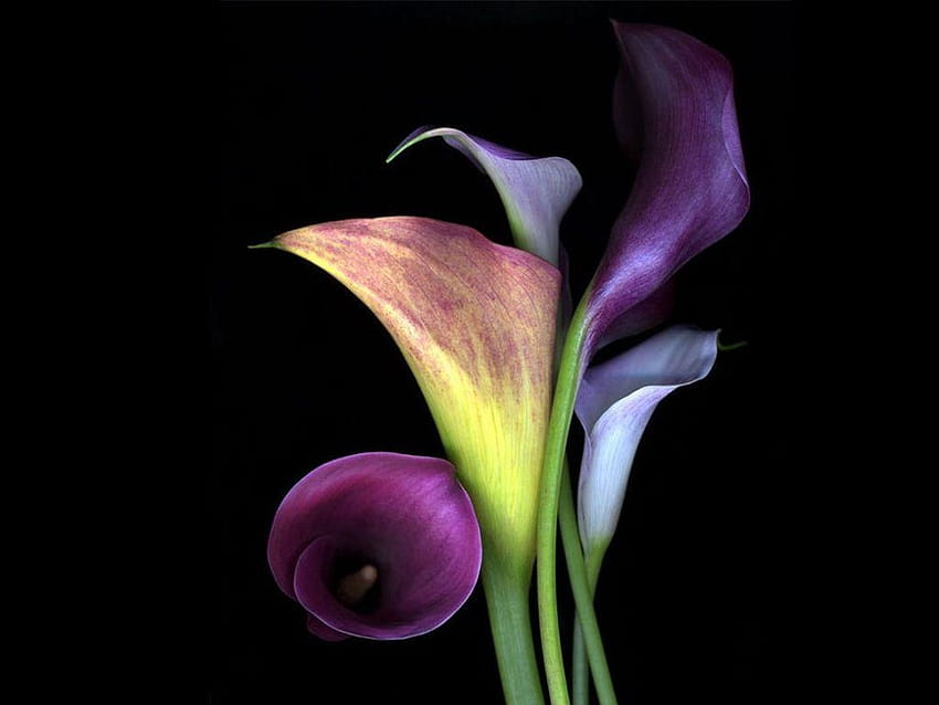 Calla-Lilie mit Regentropfen HD-Hintergrundbild