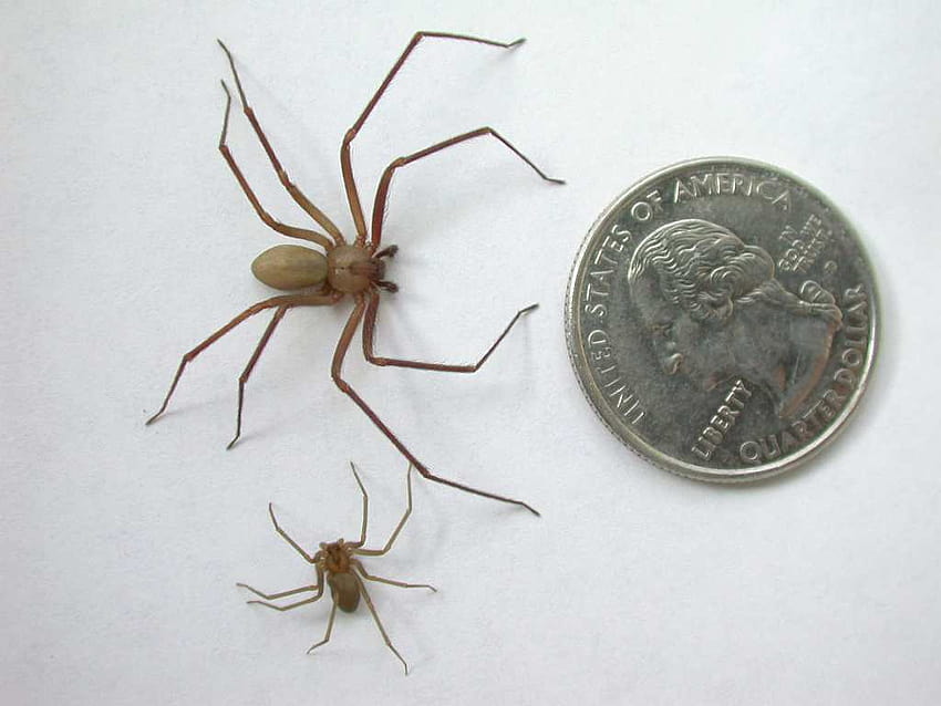 Brown Recluse First Aid Kit HD wallpaper