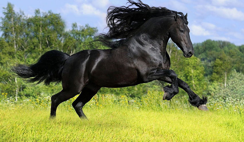 Running Black Horse / e sfondi mobili, cavallino Sfondo HD