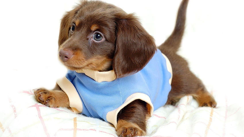 Cute Dog Puppy for, cute vodafone dog HD wallpaper Cute Dog Puppy for, cute vodafone dog HD wallpaper