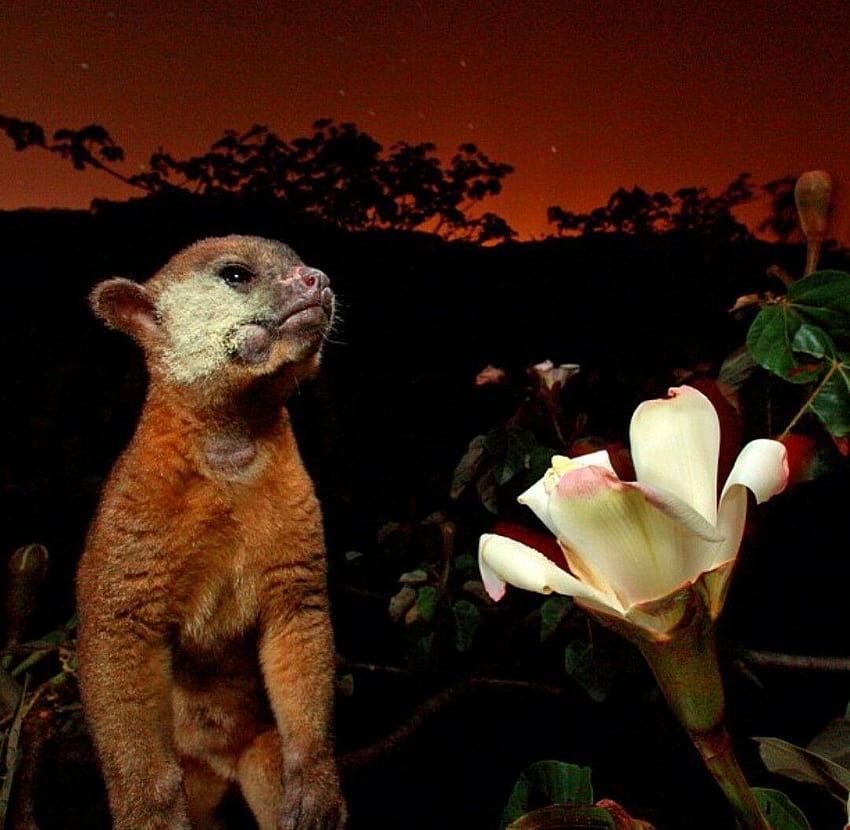 Сладък нектар: Кинкажу посещава цвете от балсово дърво, за да пие HD тапет