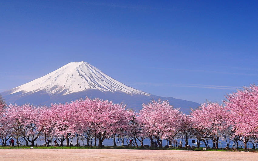 These Are the 10 Most Popular Tourist Attractions to See in the, spring flower garden mount fuji lake kawaguchi HD wallpaper