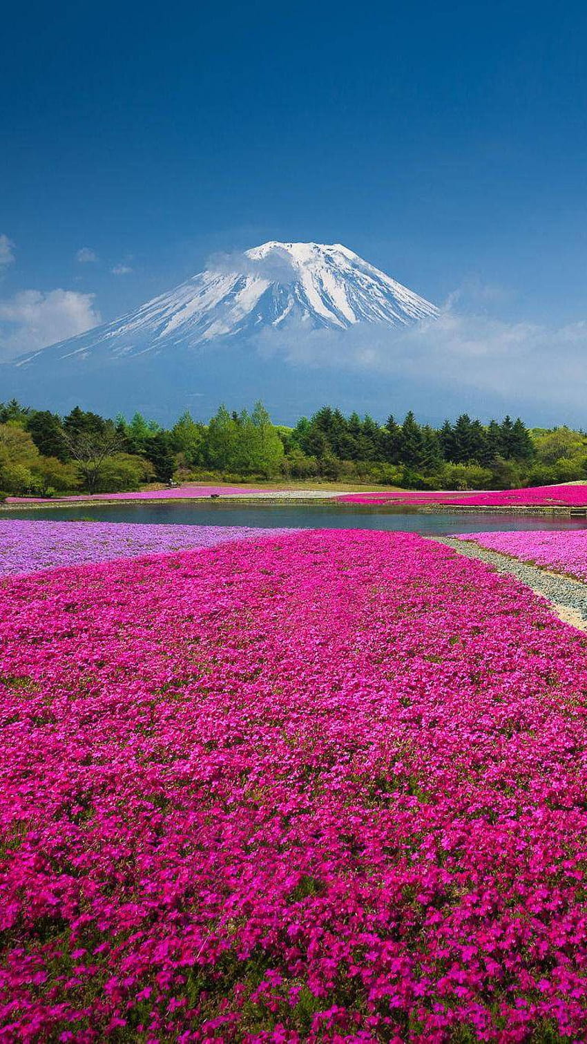 富士山、日本、春の花畑富士山河口湖 HD電話の壁紙