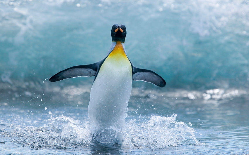 пингвин перки крила океански водни капки пръскащо движение, океански водни капчици HD тапет