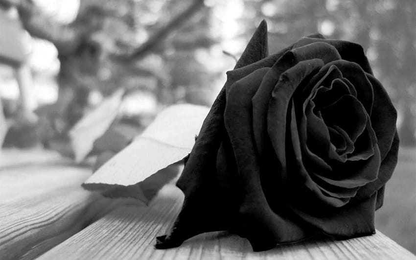 Black Aesthetic Rose Wallpapers  Top Free Black Aesthetic Rose Backgrounds   WallpaperAccess