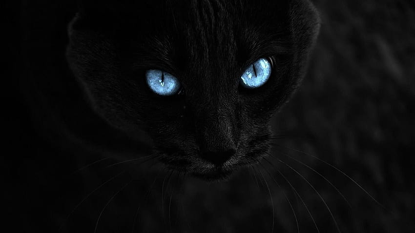 fondo de pantalla de ojos de gato de halloween