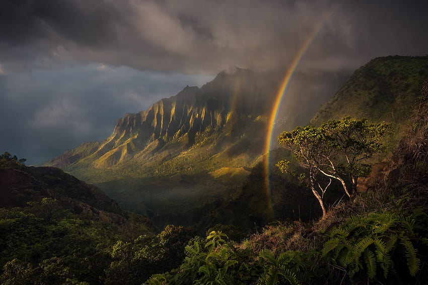 5050985 Rainbow, Landscape, Rainforest, Nature and, rainbow rainforest HD wallpaper
