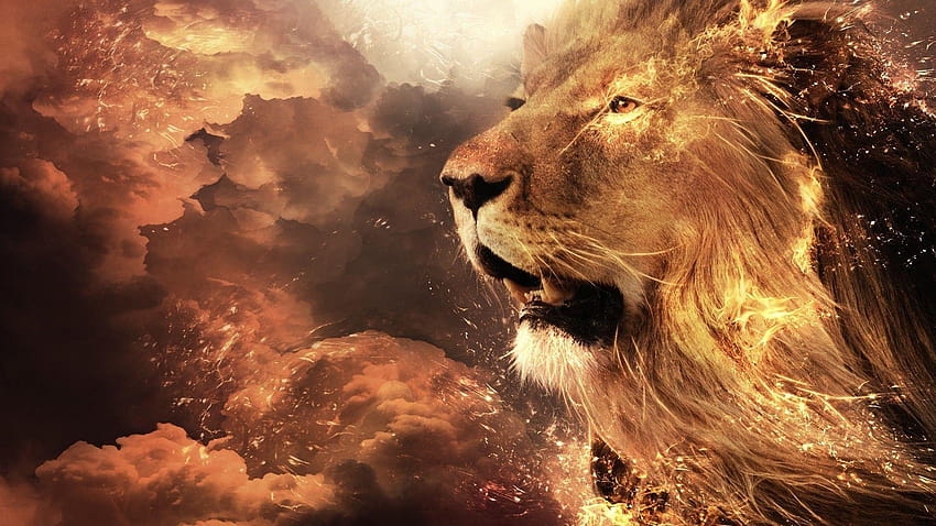 Lion of Judah HD wallpaper