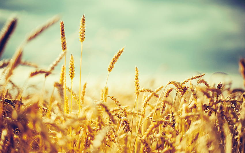campos de trigo fondo de pantalla