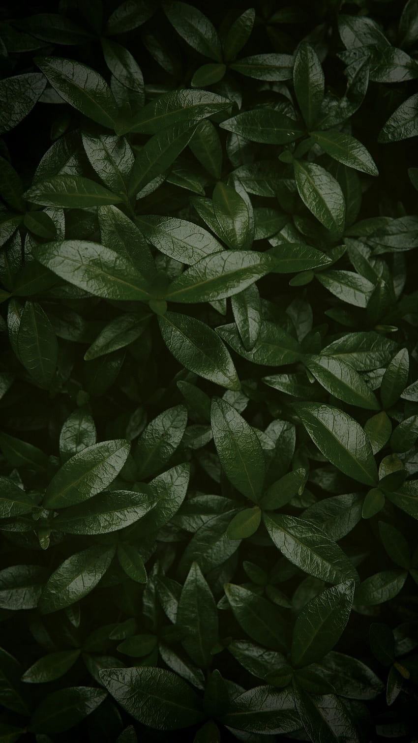 Pin oleh Chandra Nv di daun, Amoled-Pflanze HD-Handy-Hintergrundbild