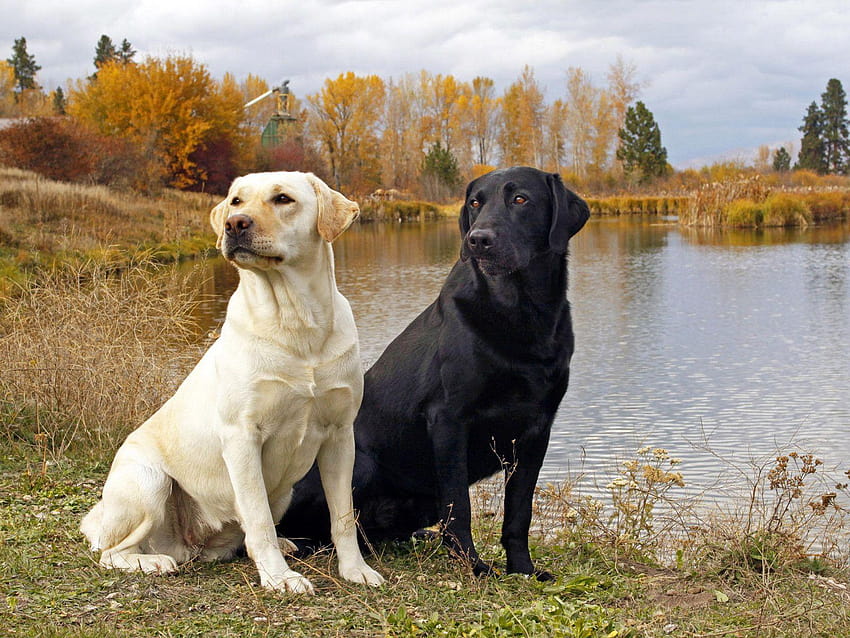 Labrador Retriever Haute Résolution et Qualité, chasse au canard labrador noir Fond d'écran HD