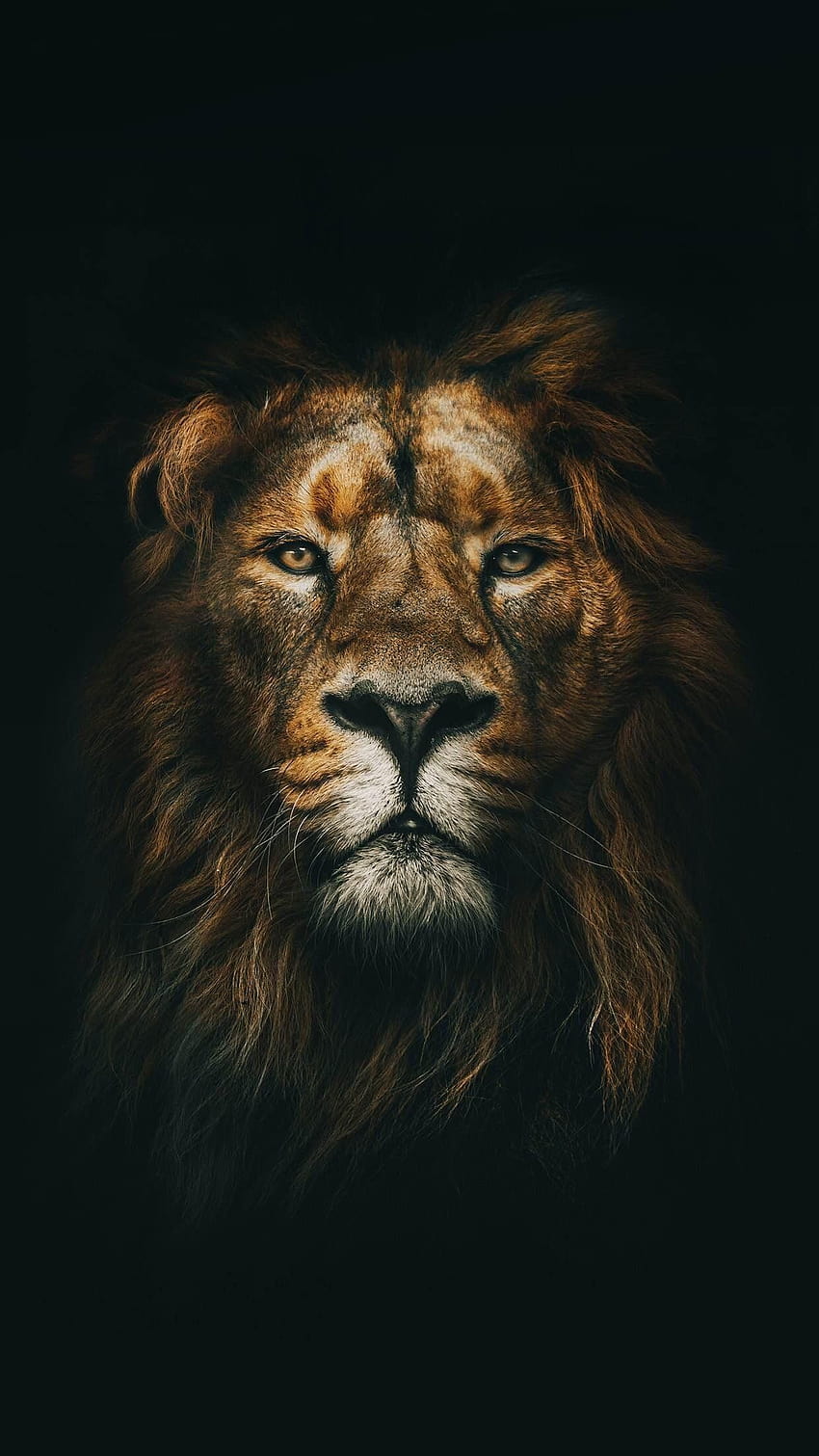 Black Lion  Royal  Animal Wallpaper Download  MobCup