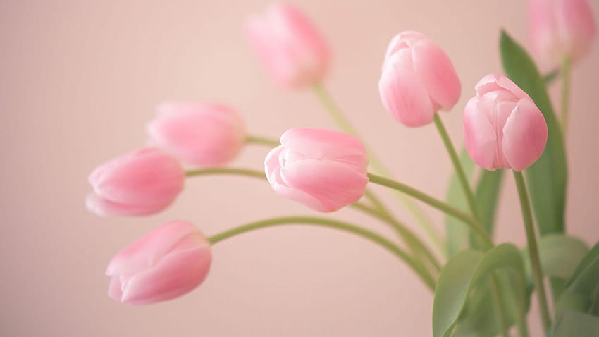 flores de tulipas papel de parede HD