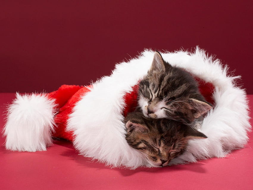 Christmas Cat  Christmas Cats   Kitty Christmas HD wallpaper  Pxfuel