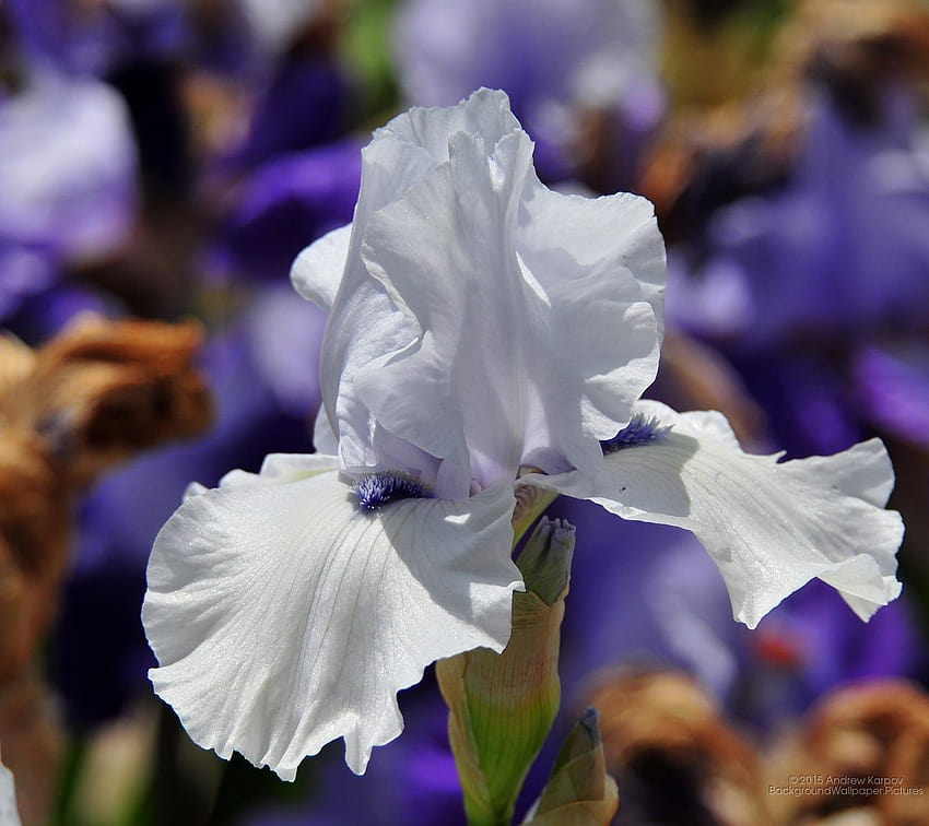 QMobile Noir Z12: Iris Flower, beautiful iris flower HD wallpaper