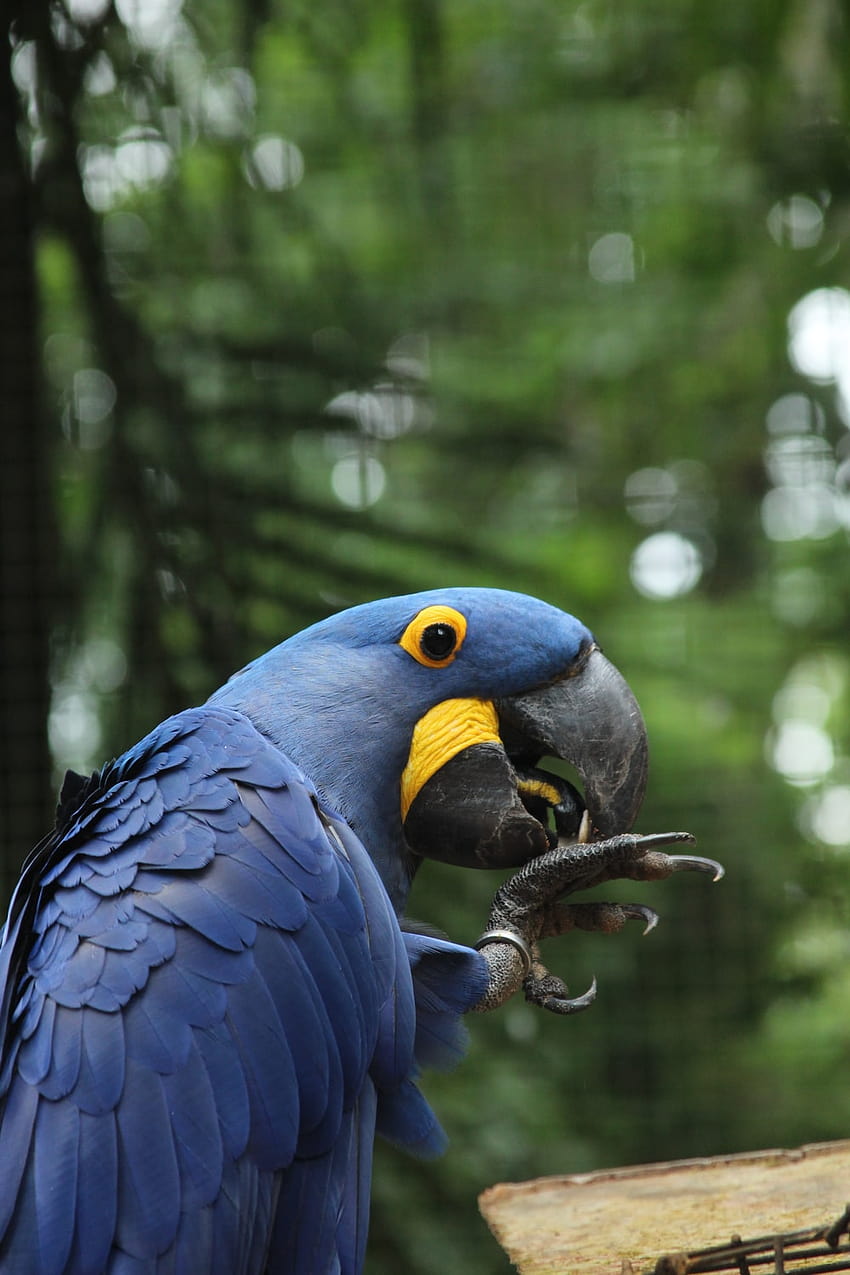 sümbül Amerika papağanı seçici odak grafiği – Hayvan üzerinde, mavi Amerika papağanı HD telefon duvar kağıdı