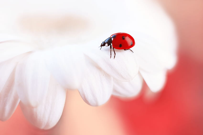 : colorful, white, model, garden, nature, red, insect, blue, magic, Sun, Canon, blossom, bokeh, pink, lens, spring, bug, top, tones, Beetle, Focus, light, color, soft, colors, flower, cute, beauty, smile, ladybird, spring insect HD wallpaper