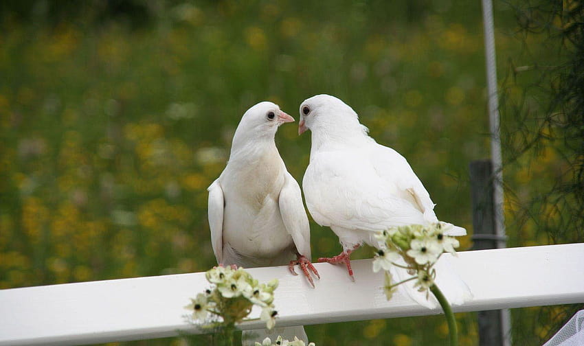 Śliczne białe gołębie Nowości, gołębie uwielbiają Tapeta HD