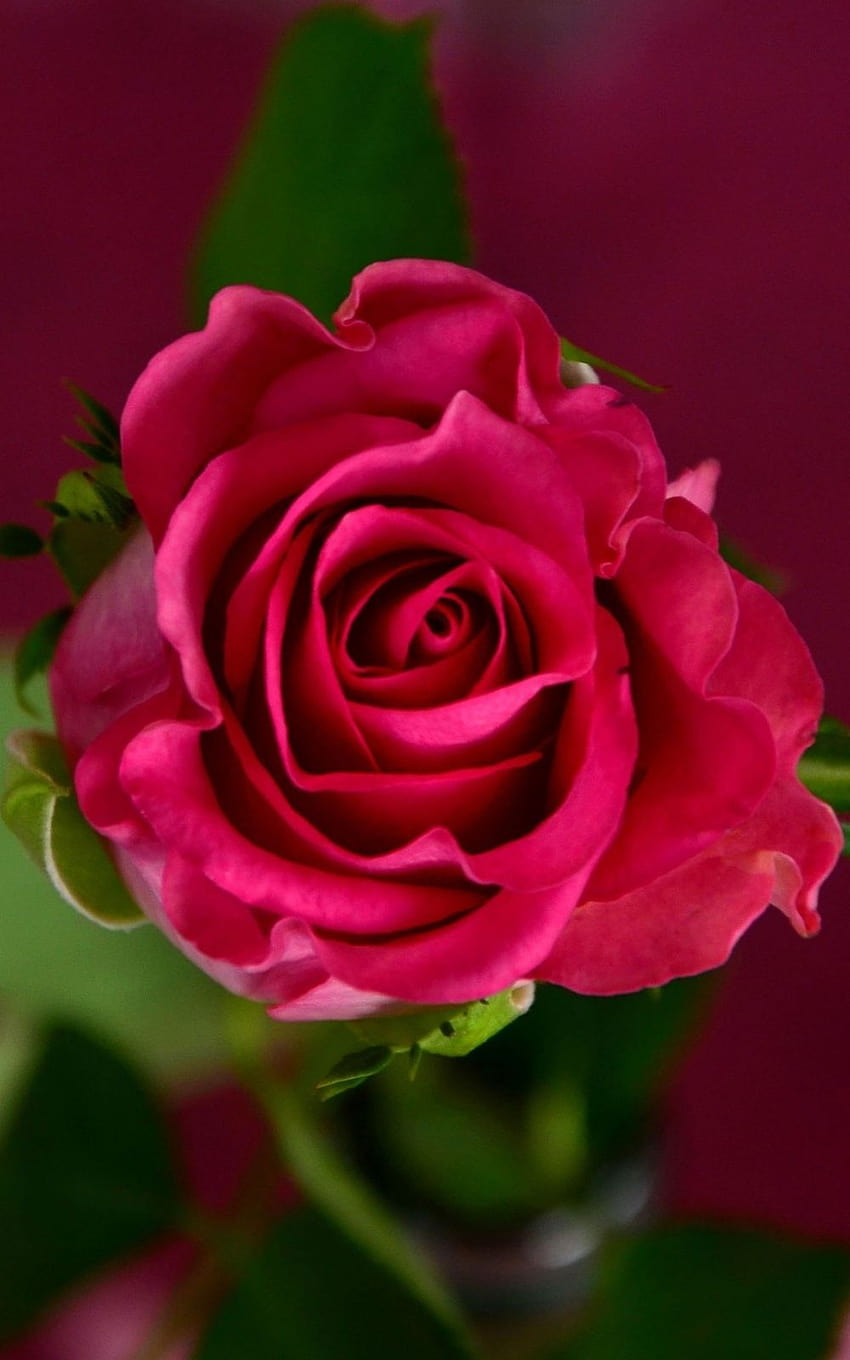 Blumen-Rosen-rote Rosen-Blüten-Mobile, Liebesrosen-Mobile HD-Handy-Hintergrundbild