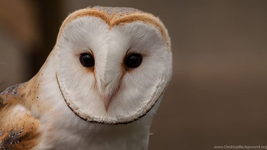 Barn Owl U Definisi Ultra Tinggi ... Latar belakang Wallpaper HD