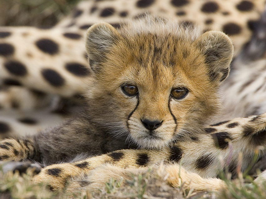Face Cute Cheetah HD wallpaper | Pxfuel