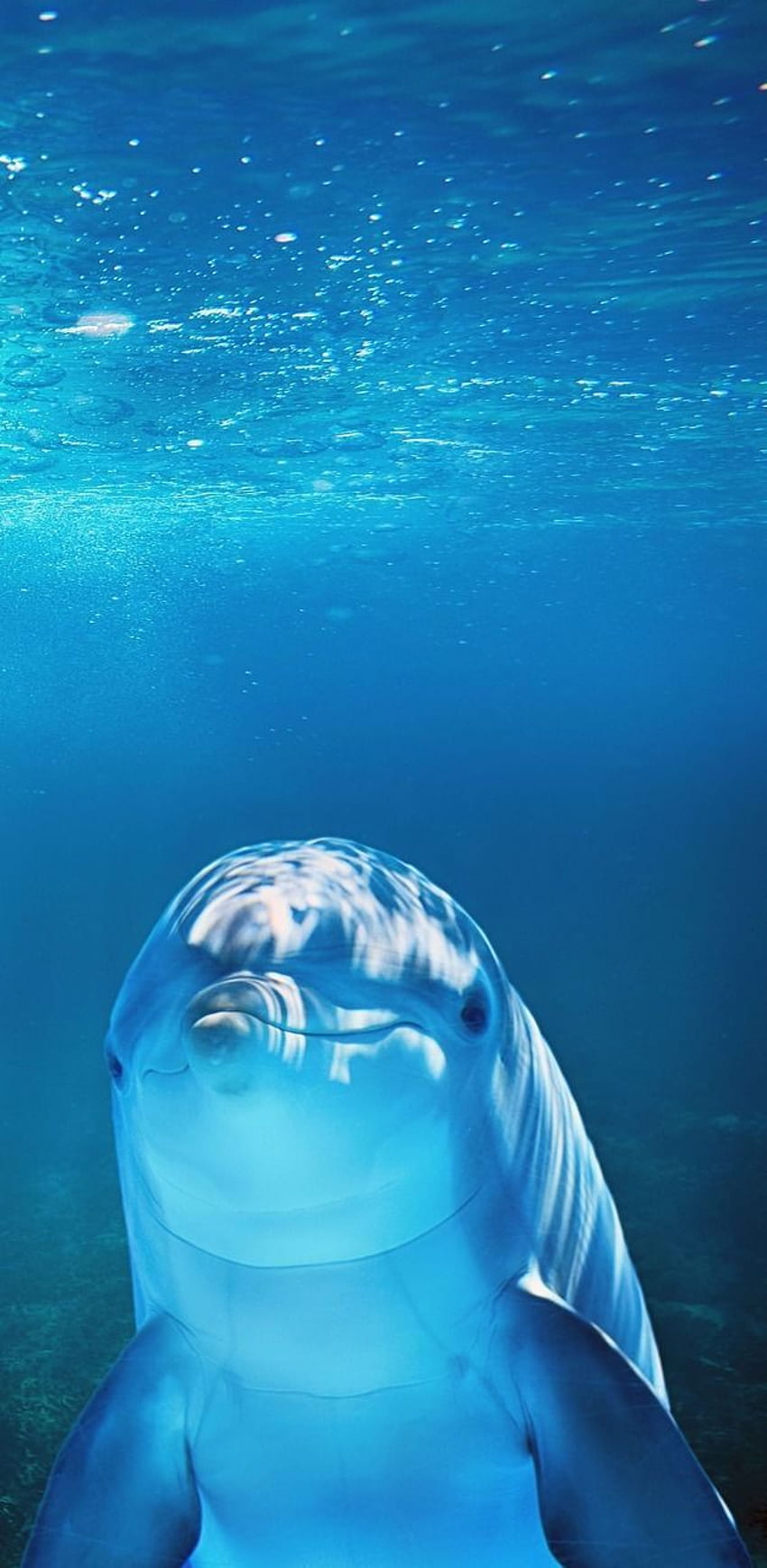 Seekor lumba-lumba di bawah air, hewan laut yang lucu wallpaper ponsel HD