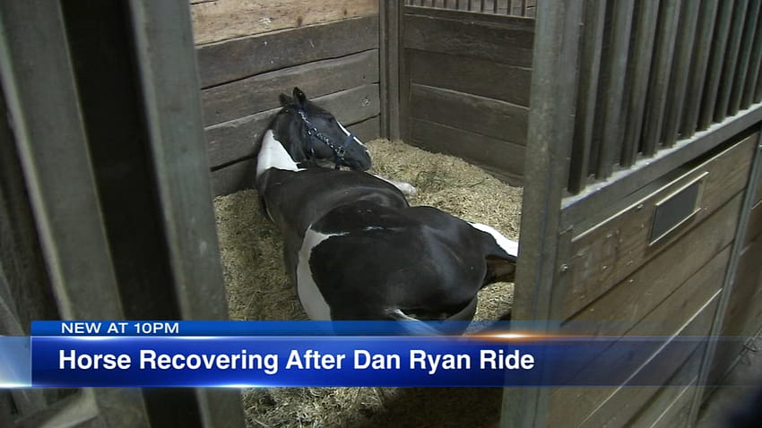Nunu the horse recovering after Dan Ryan Expressway ride by Chicago's 'Dreadhead Cowboy' Adam Hollingsworth HD wallpaper