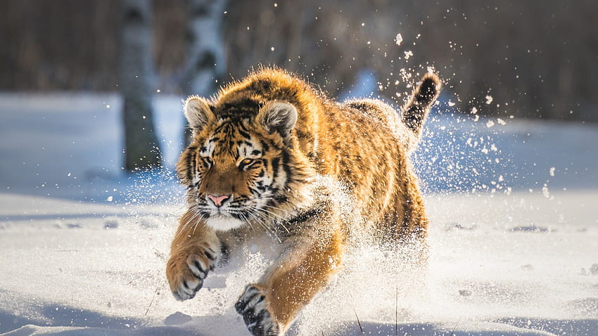 2560x1440 Cute Tiger Cub Menjalankan Resolusi 1440P Wallpaper HD