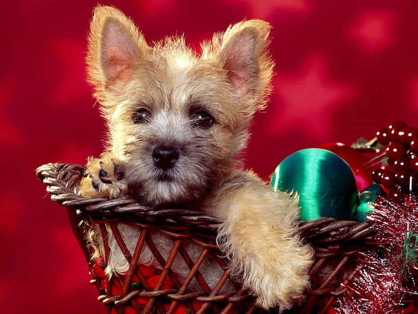 4 Christmas Puppy for Computer, christmas puppies gift HD wallpaper