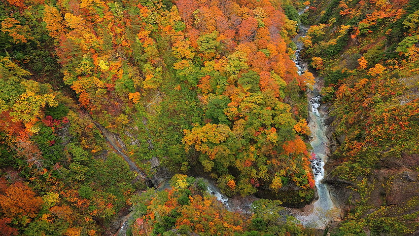 森、峡谷、川、木々、秋を見るために上 2560x1600 、空撮秋 高画質の壁紙
