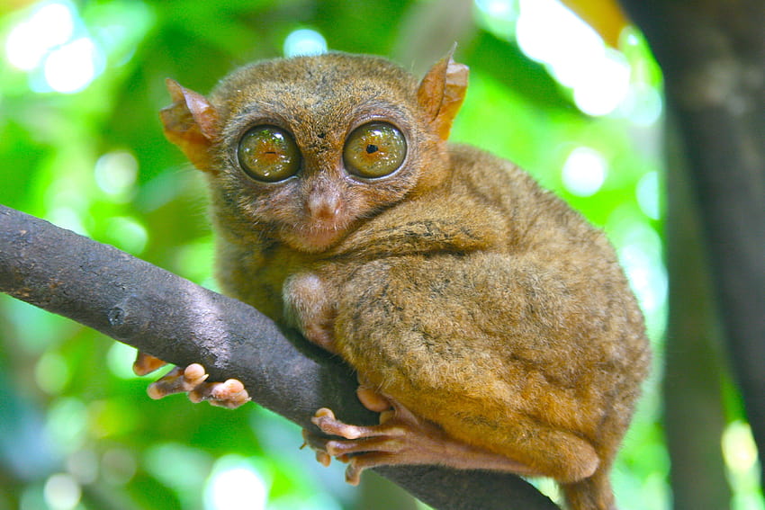 tarsier, Monkey, Primate, Eyes, Humor, Funny, Cute, 22 / and Mobile Backgrounds HD wallpaper