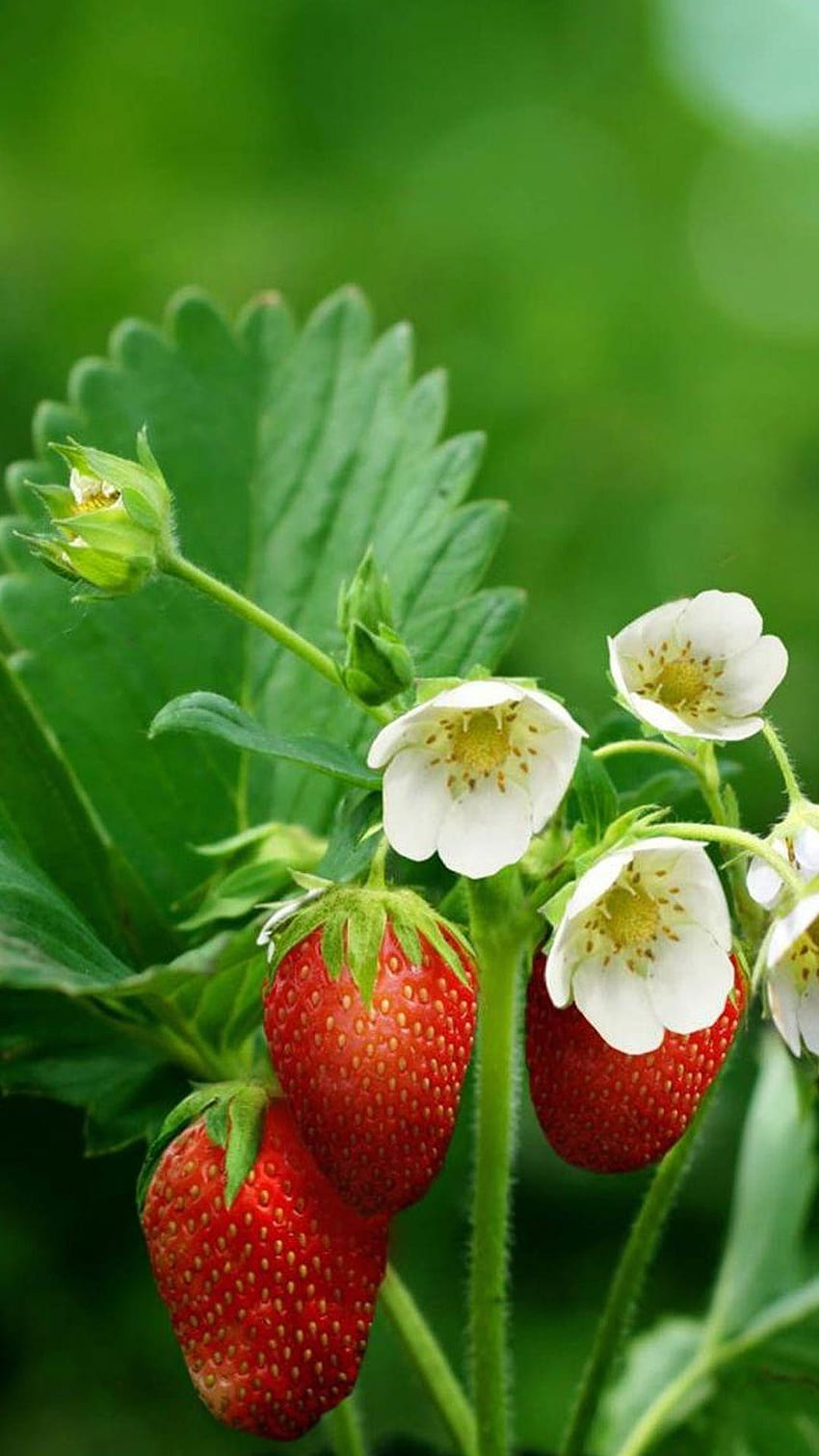 Strawberry flowers for iPhone 6 Plus, flowers and berries HD phone wallpaper