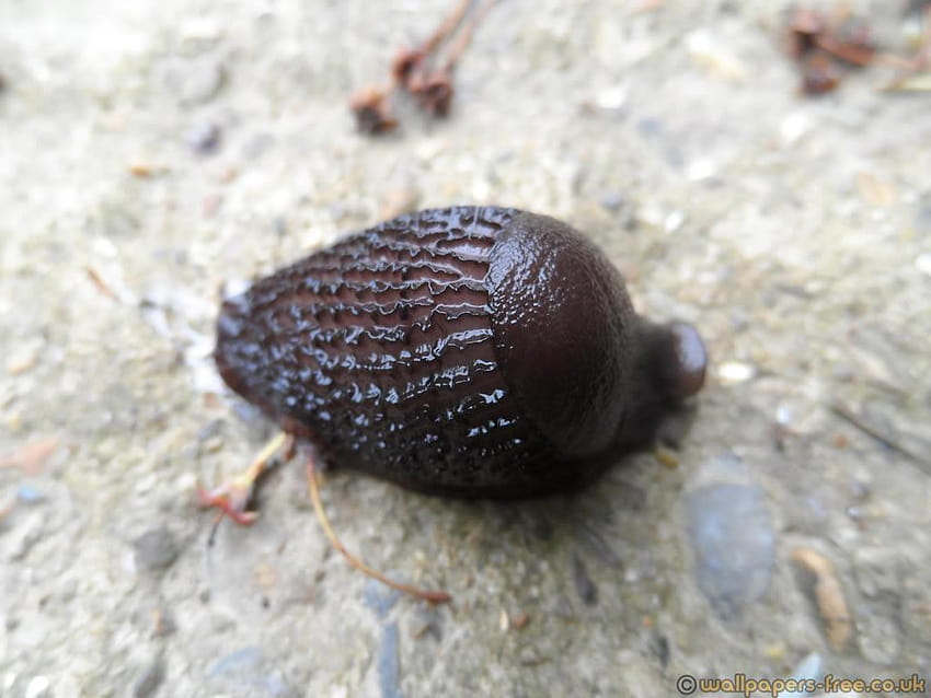 Young Black Slug Contracted Into Lump, slugs HD wallpaper