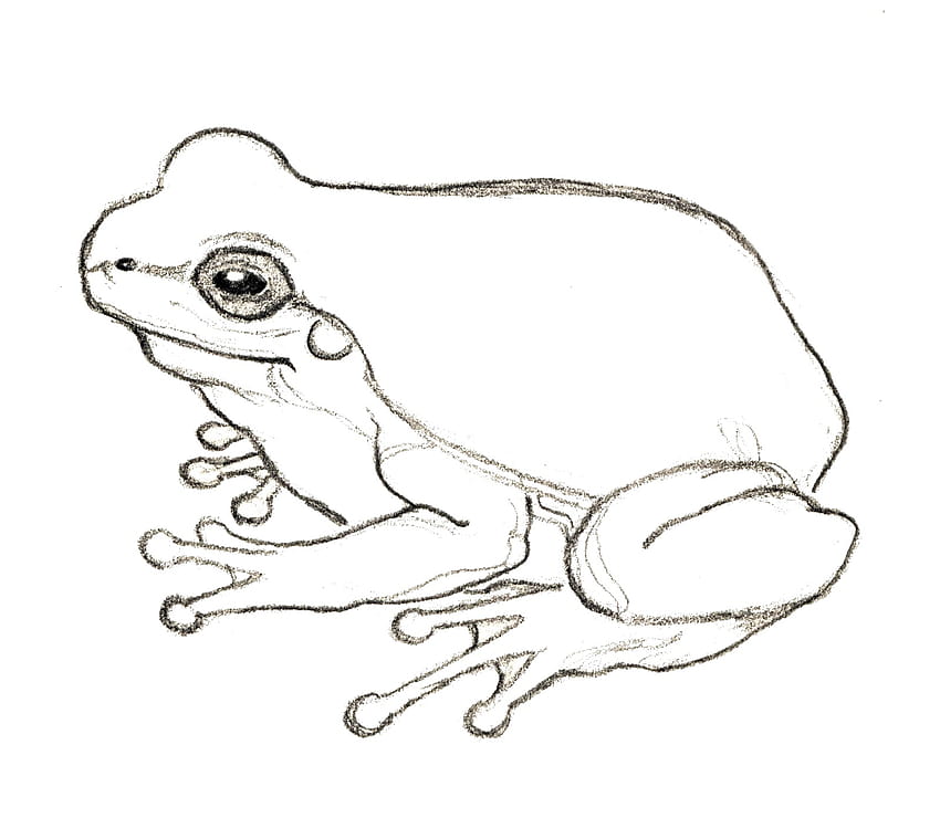 Frog by QuMIA19 on DeviantArt