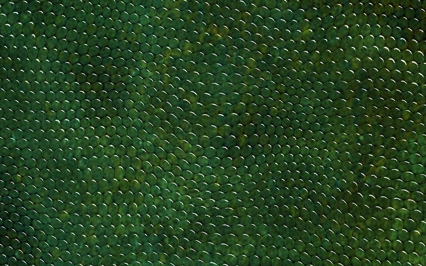 зелена змийска кожа, близо, змийска текстура HD тапет