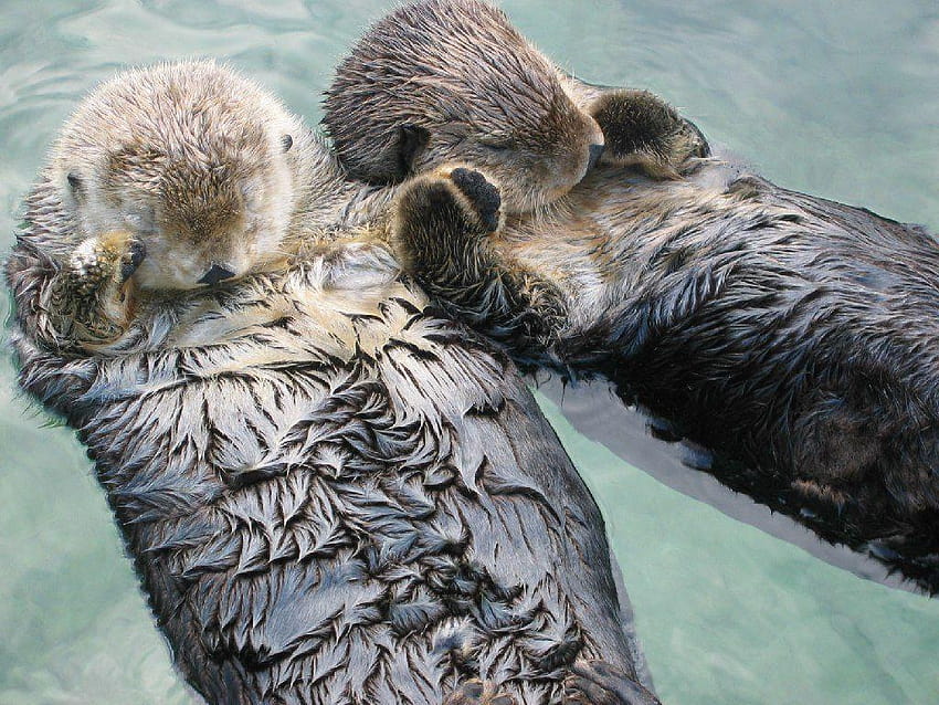 Funny Otter, cute otter HD wallpaper
