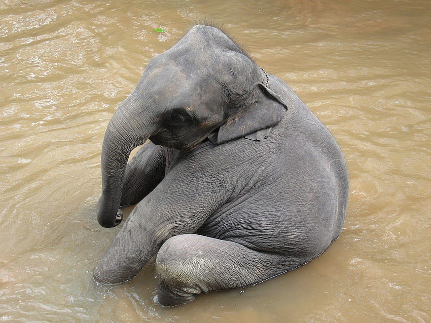 Elefante africano, Animal en Peligro de Extinción, journée mondiale de l'éléphant Fond d'écran HD